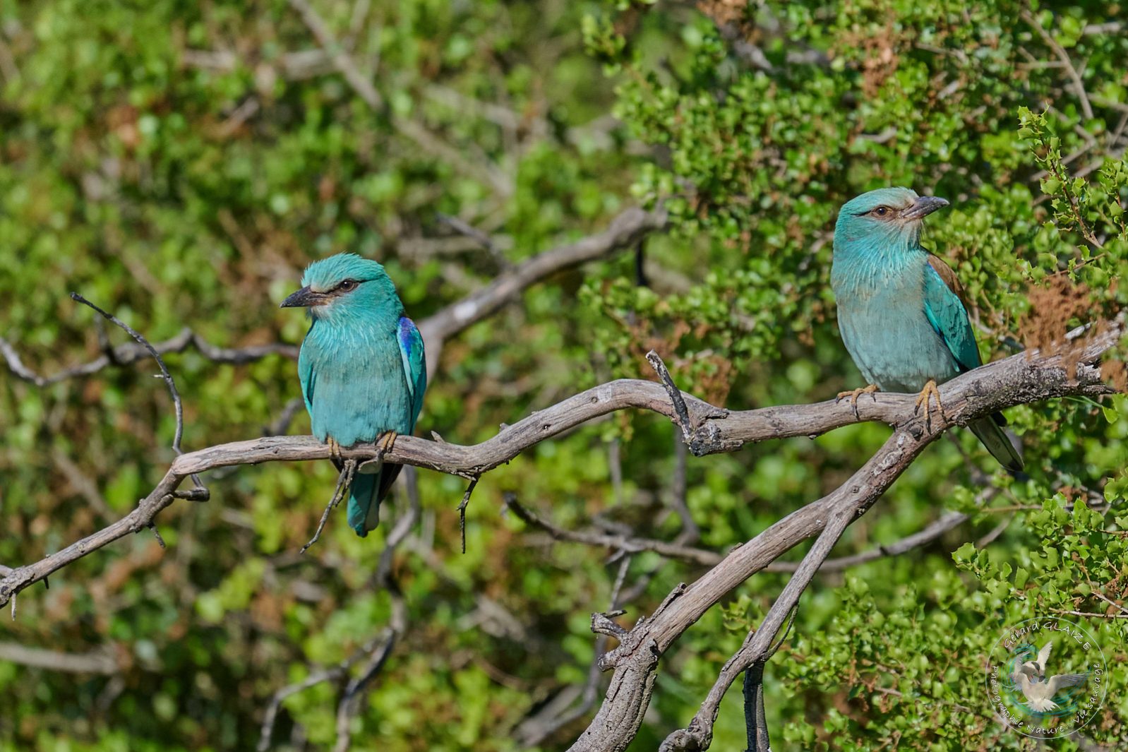 Rollier d'Europe - European Roller