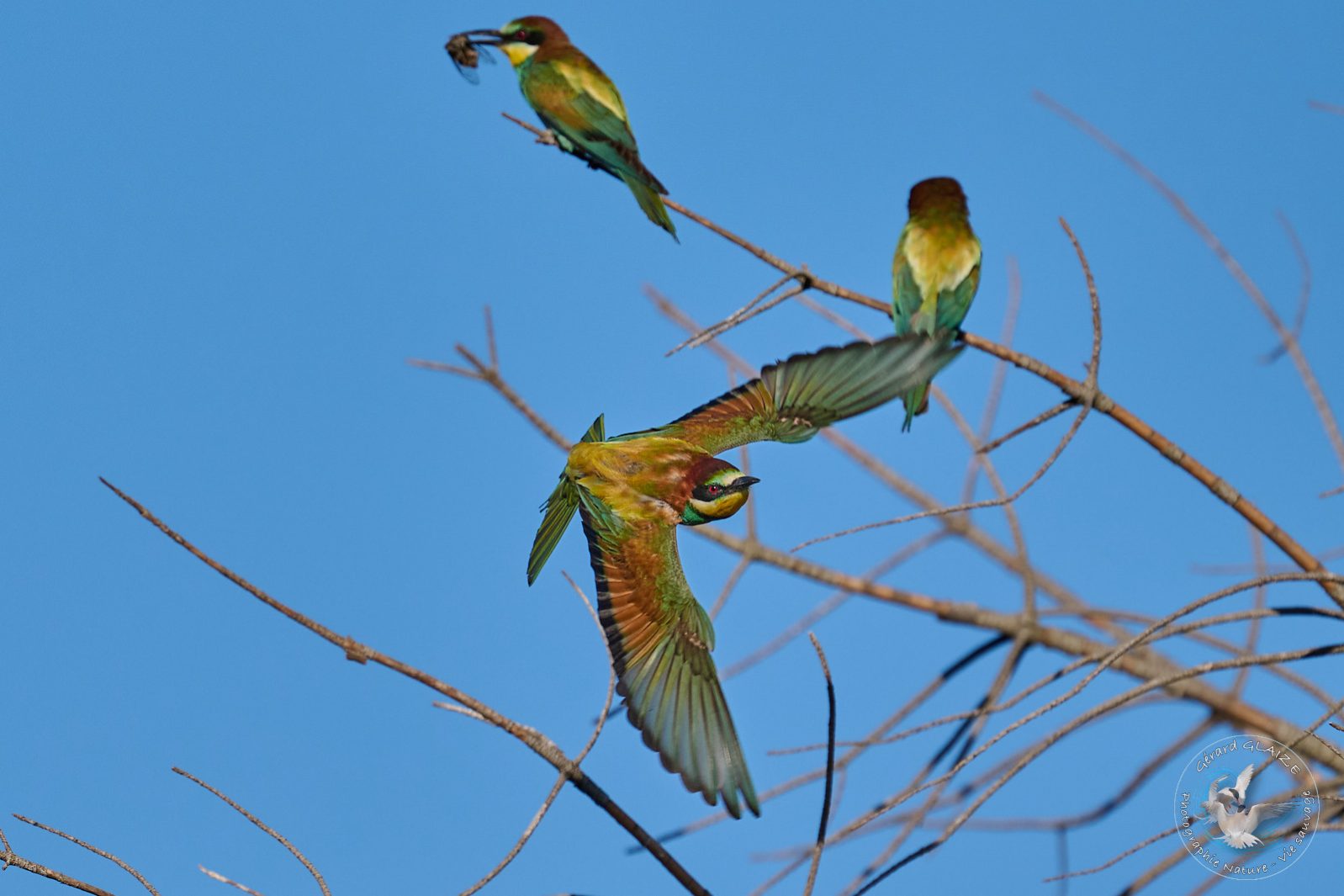 Guêpier d'Europe - European Bee-eater