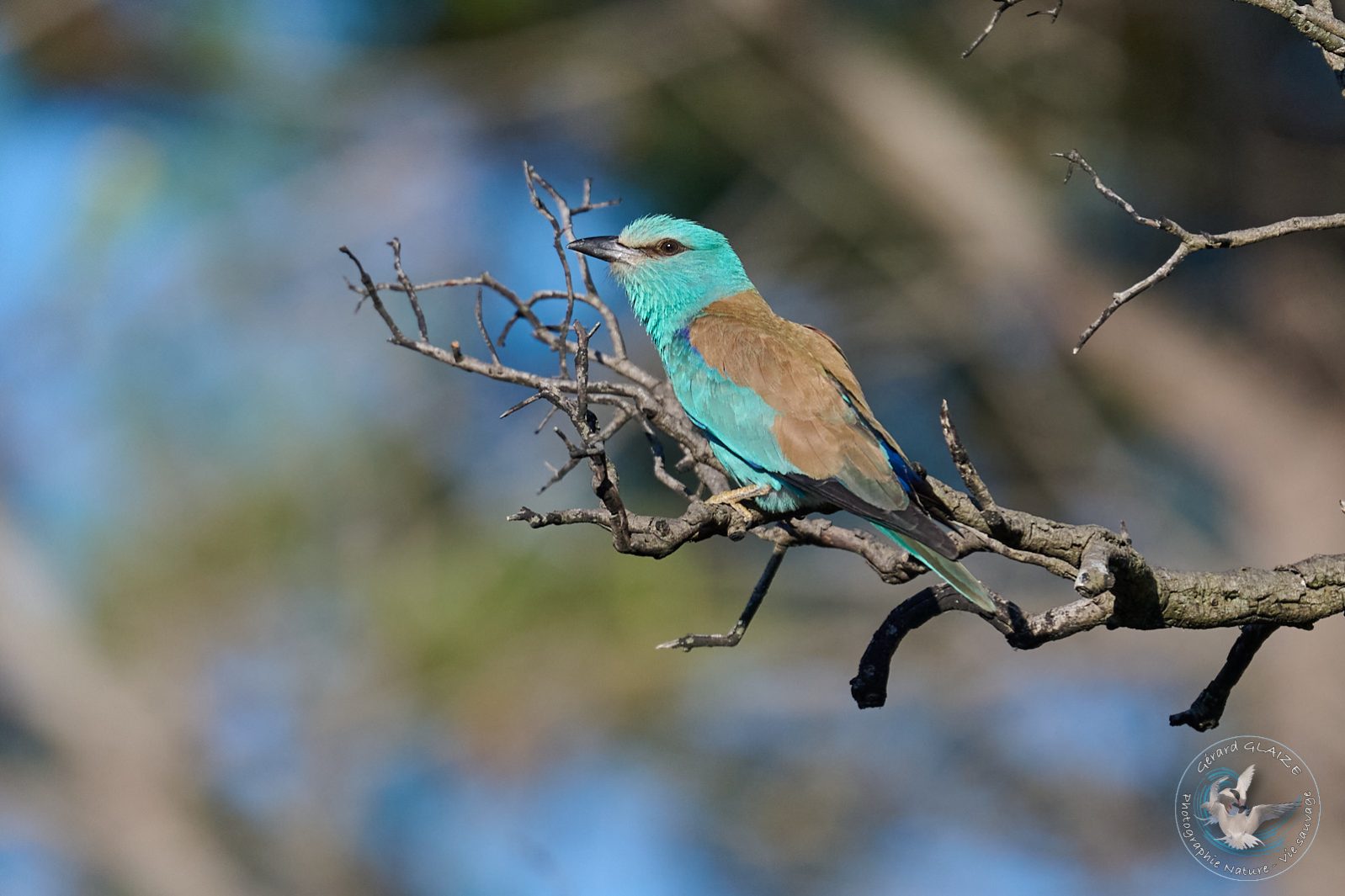 Rollier d'Europe - European Roller