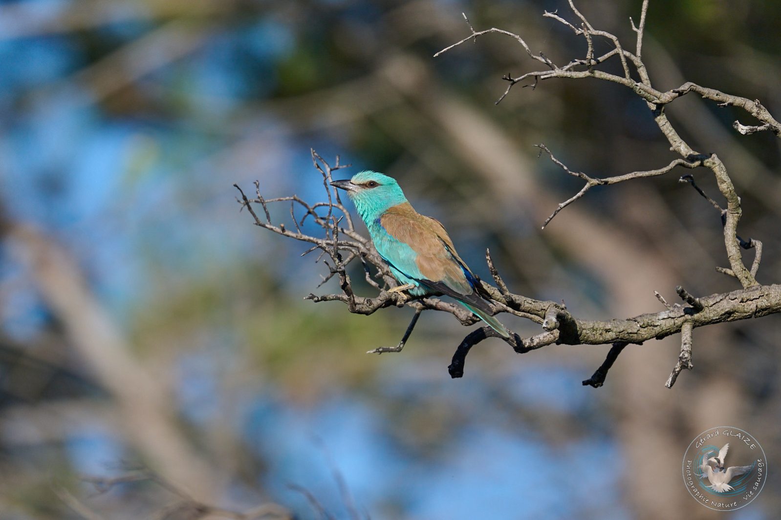 Rollier d'Europe - European Roller