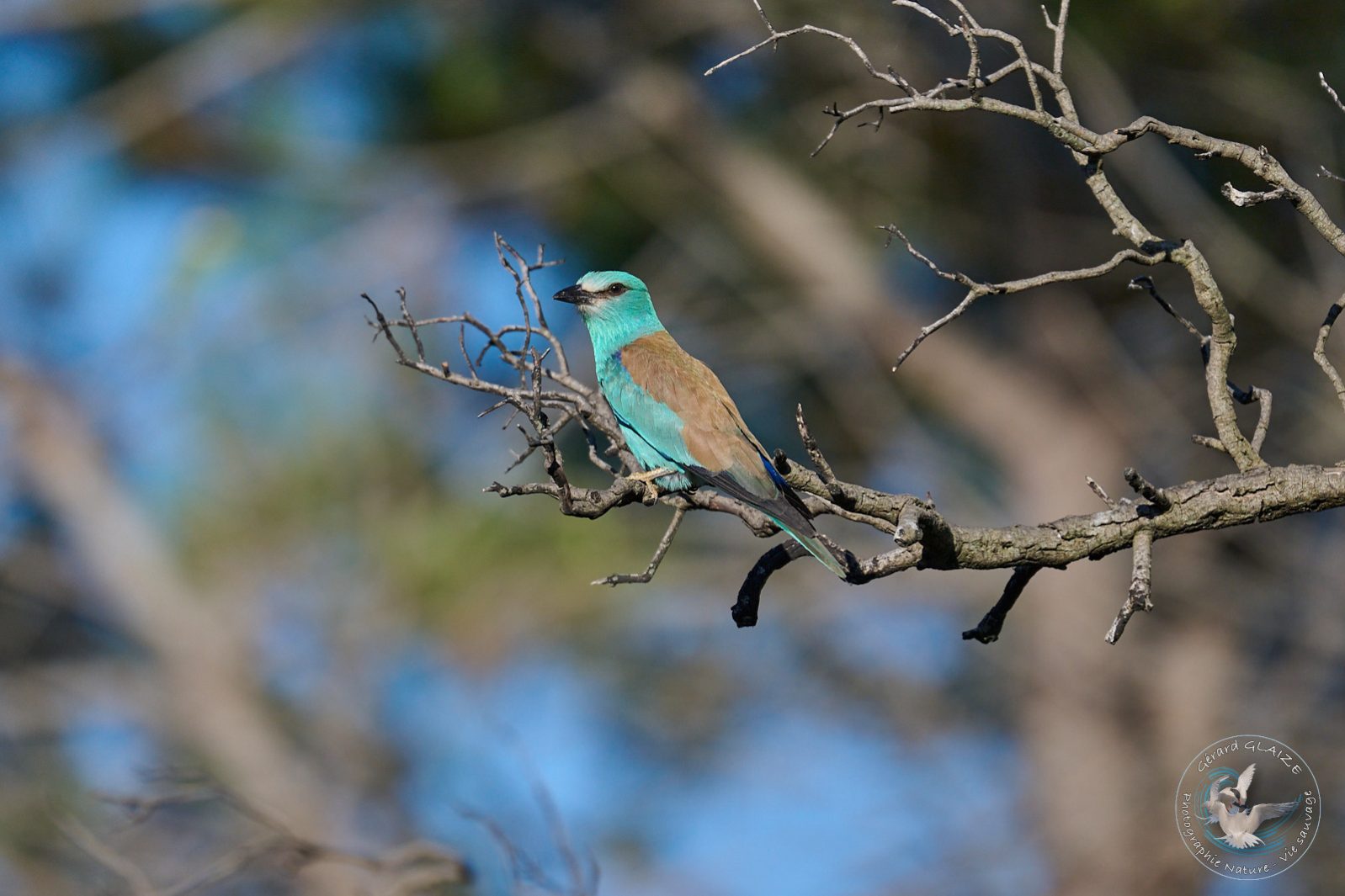 Rollier d'Europe - European Roller