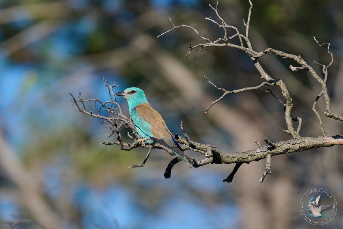 Rollier d'Europe - European Roller