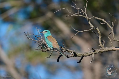 Rollier d'Europe - European Roller