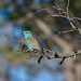 Rollier d'Europe - European Roller