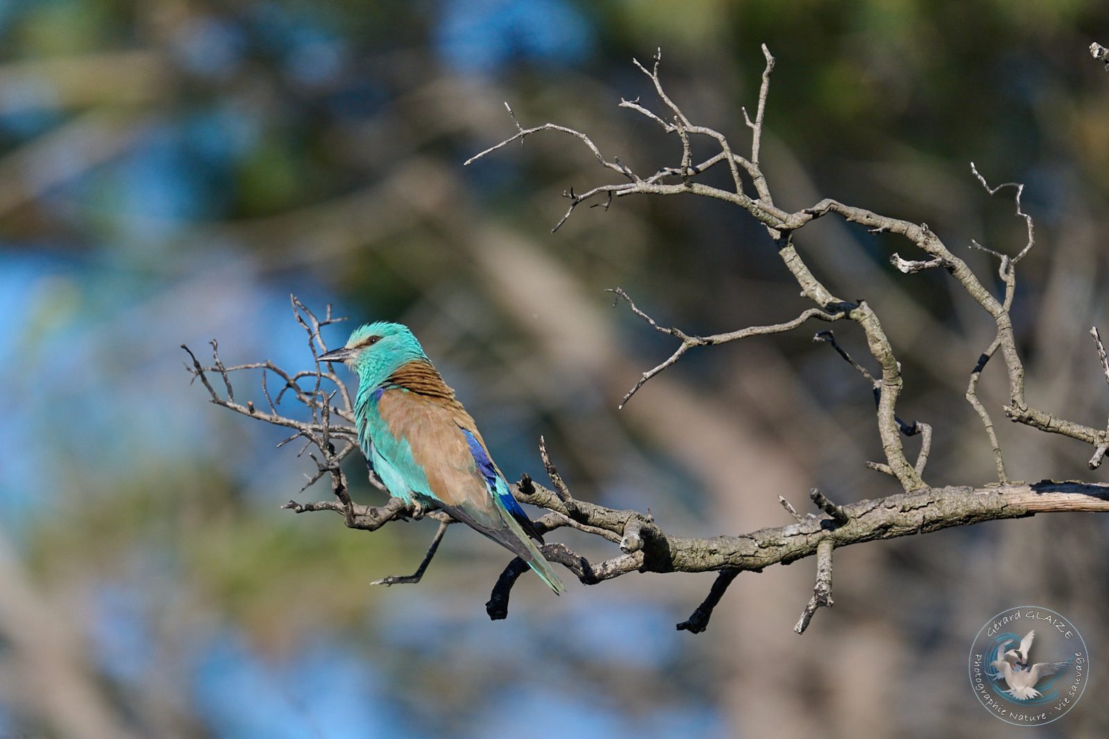 Rollier d'Europe - European Roller