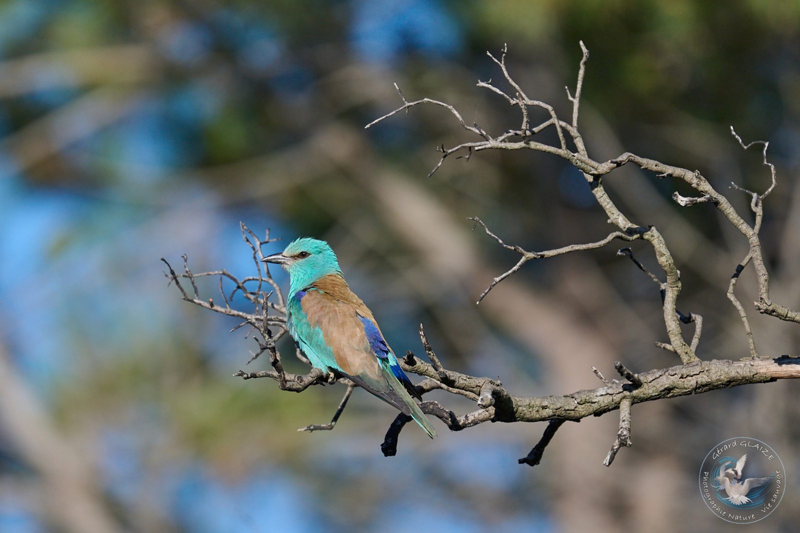 Rollier d'Europe - European Roller