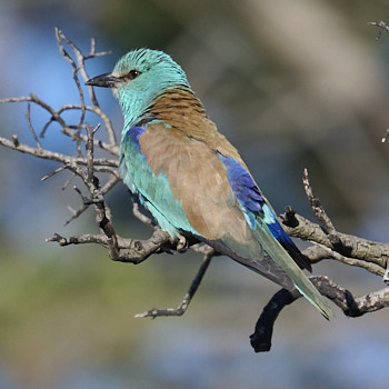 Nature video European Roller