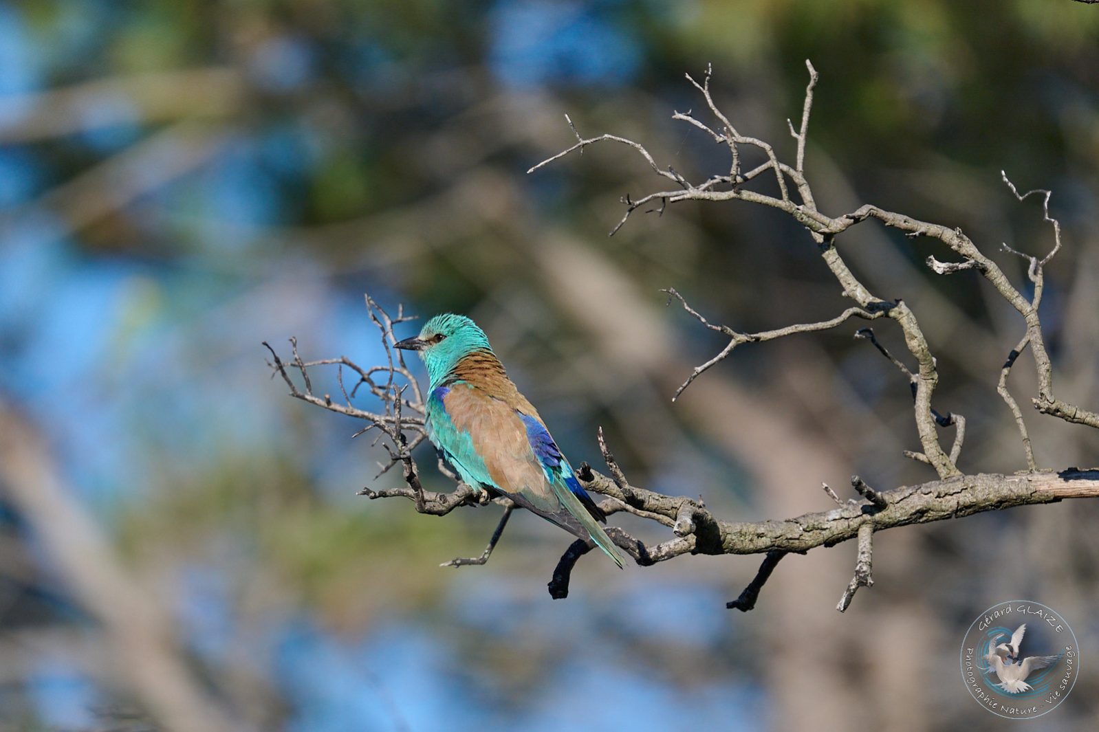 Rollier d'Europe - European Roller