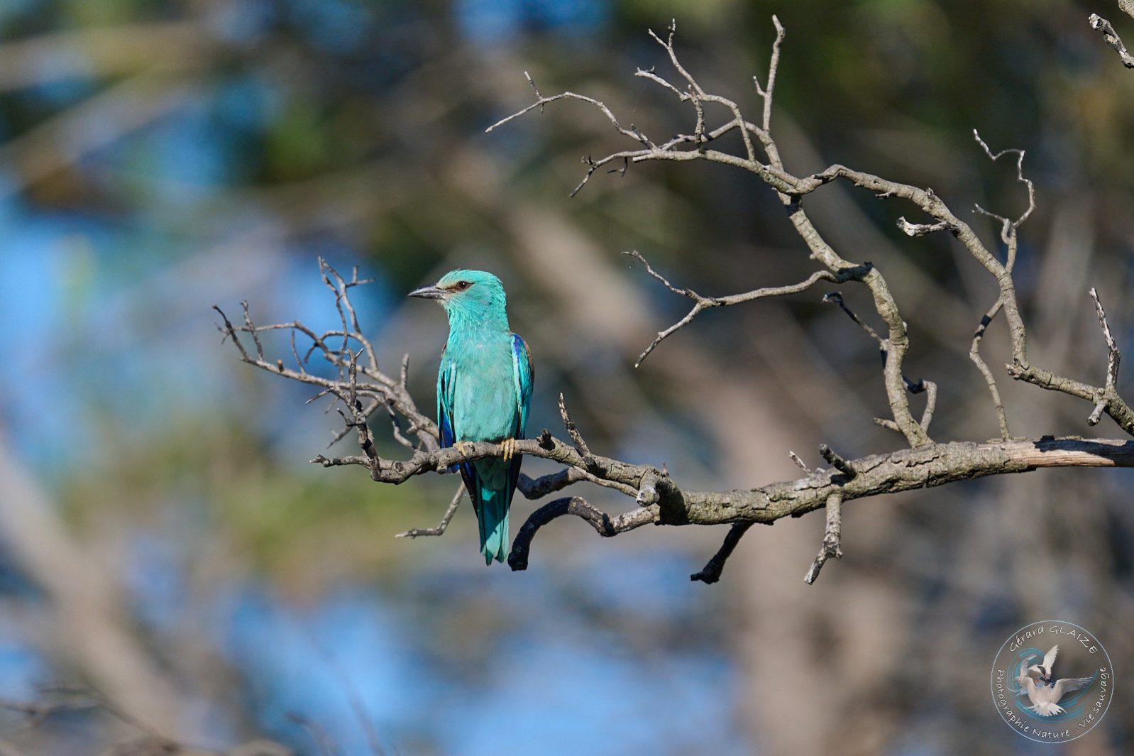 Rollier d'Europe - European Roller