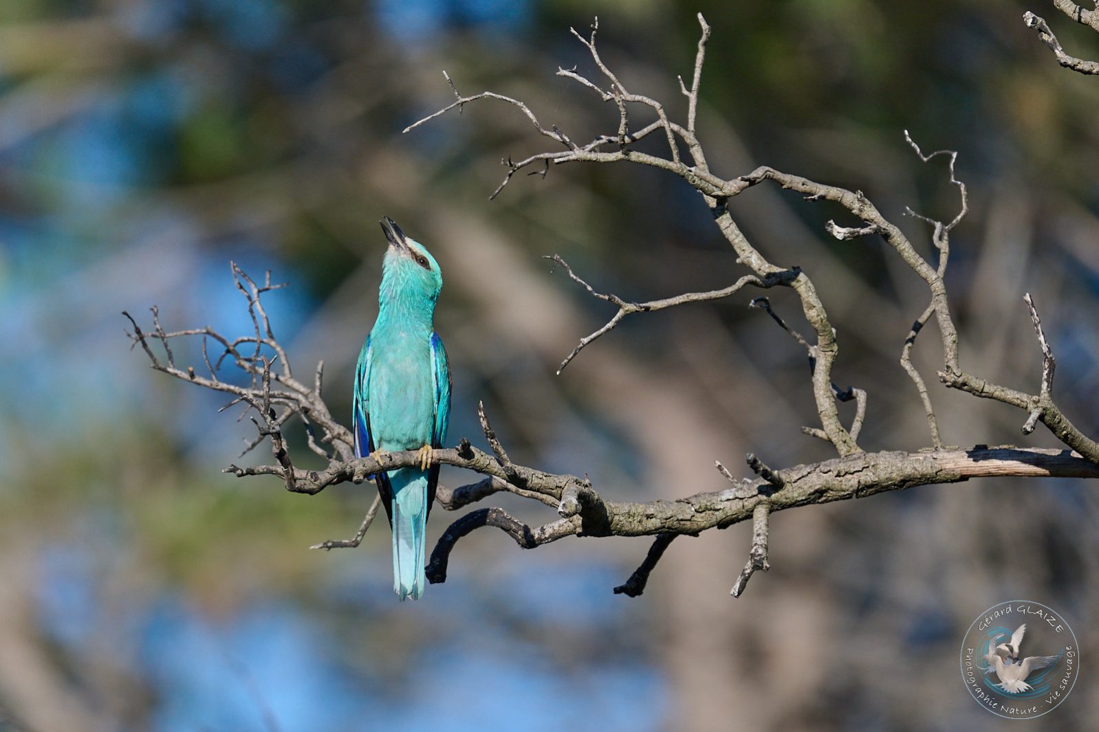 Rollier d'Europe - European Roller