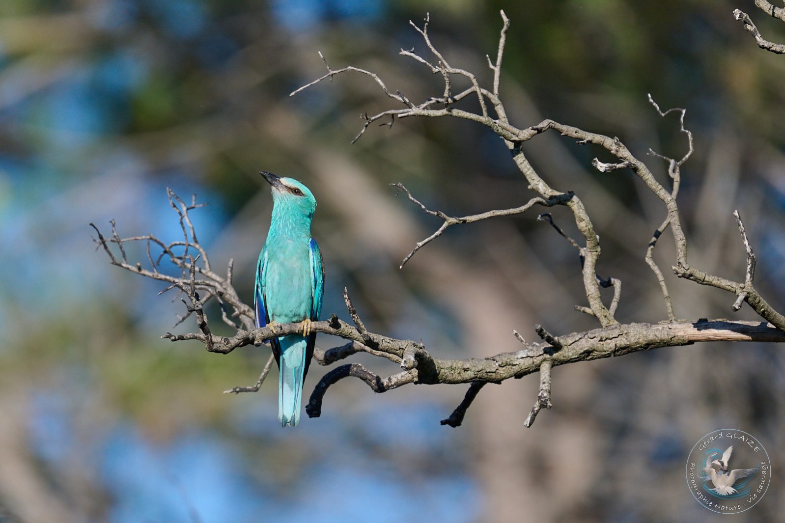 Rollier d'Europe - European Roller