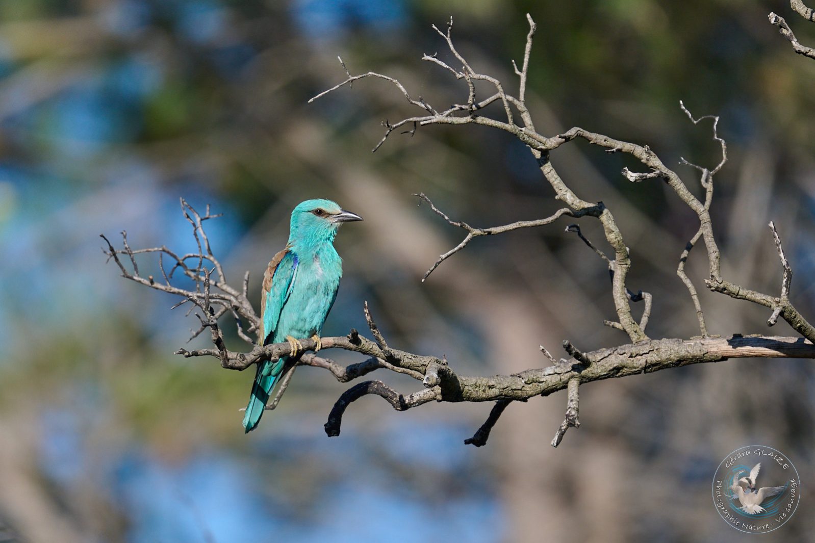 Rollier d'Europe - European Roller
