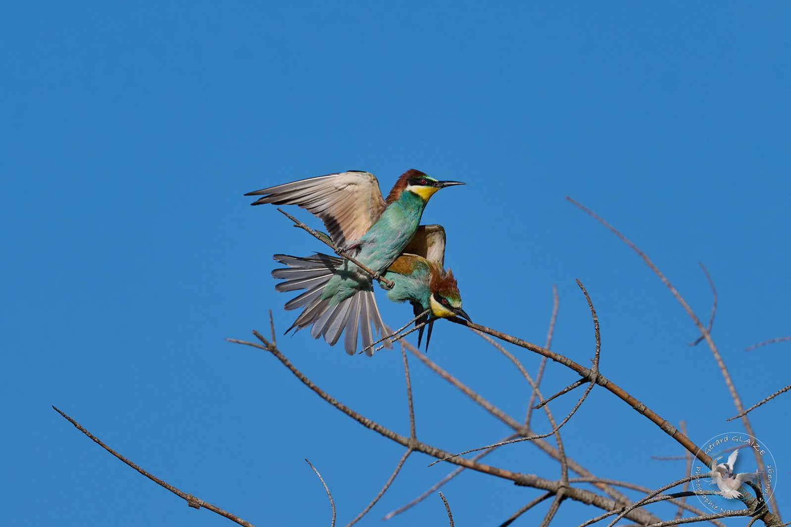Guêpier d'Europe - European Bee-eater