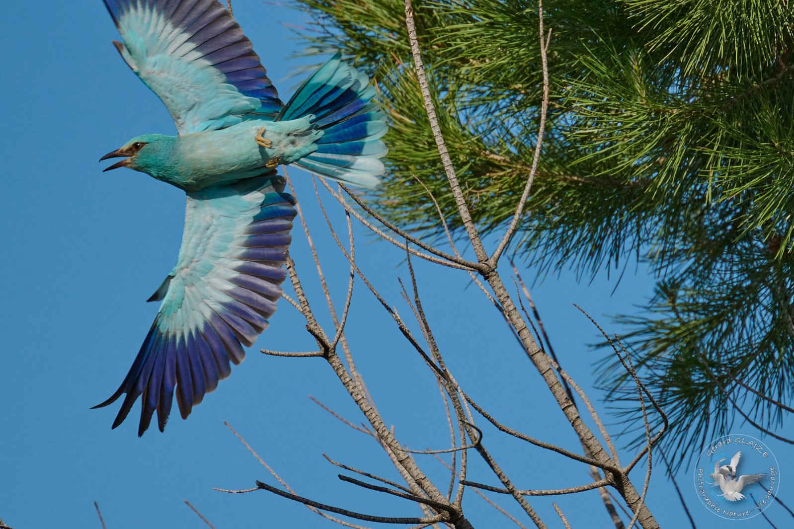 Rollier d'Europe - European Roller