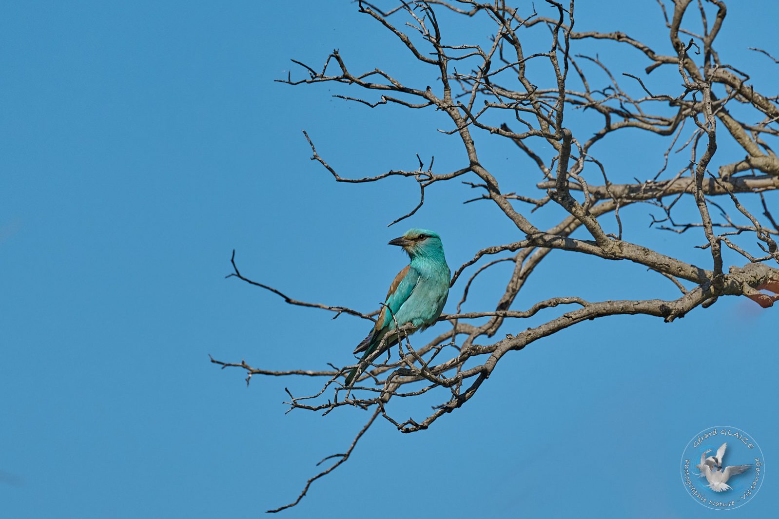 Rollier d'Europe - European Roller