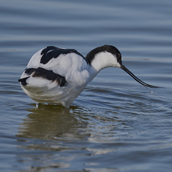 Vidéos nature Avocette élégante