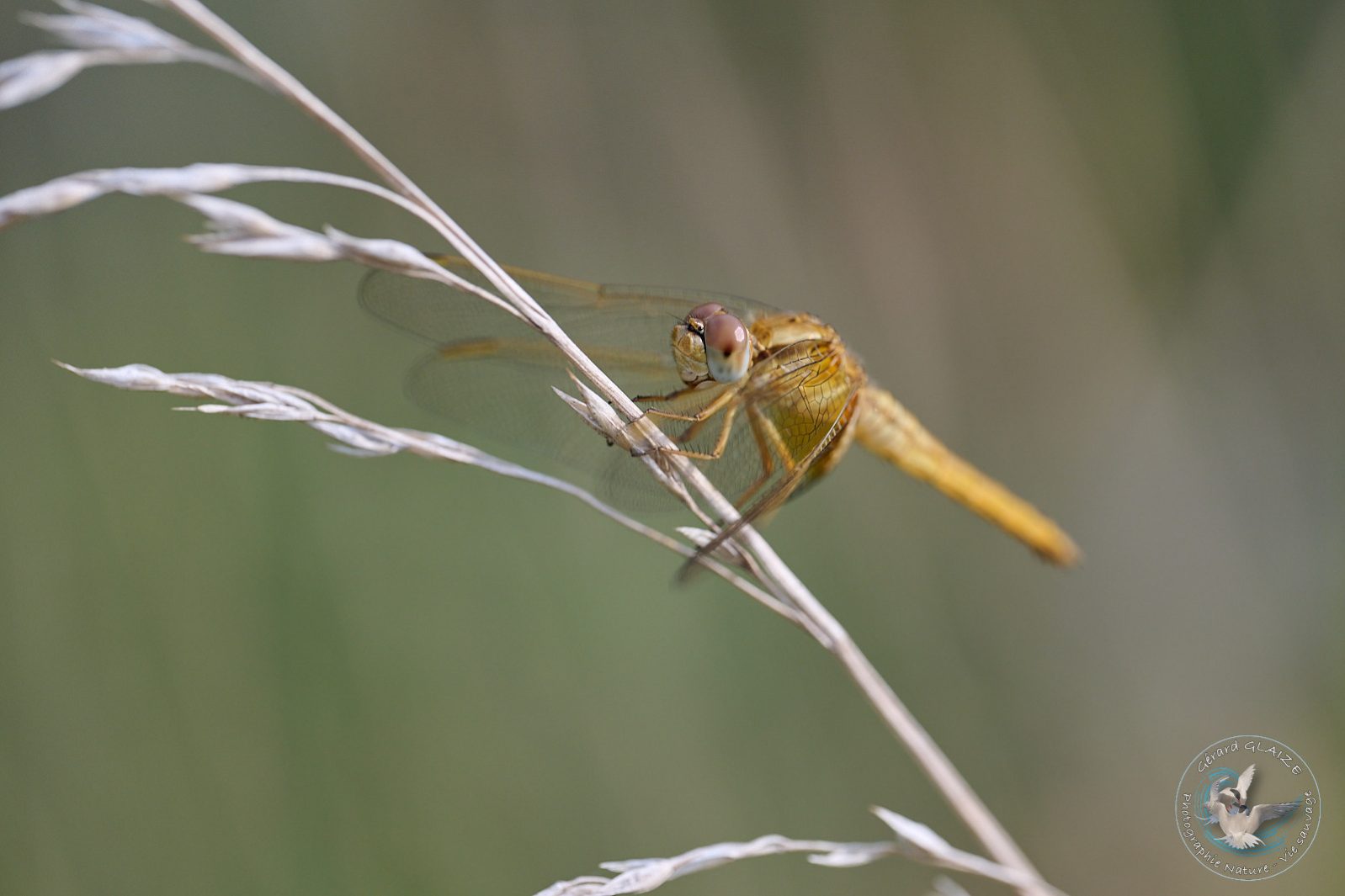 Libellule de Camargue