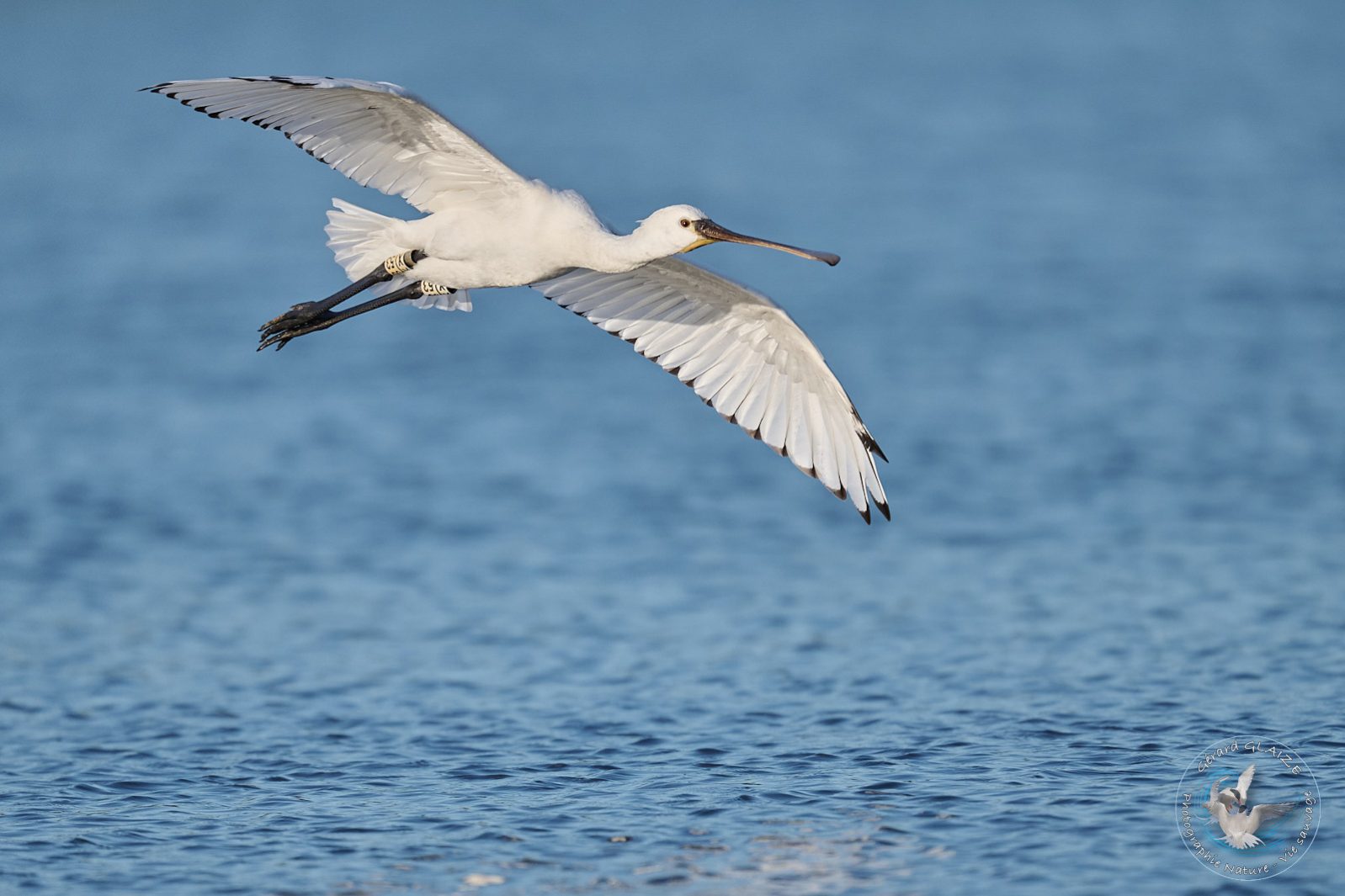Spatule blanche - Eurasian Spoonbill