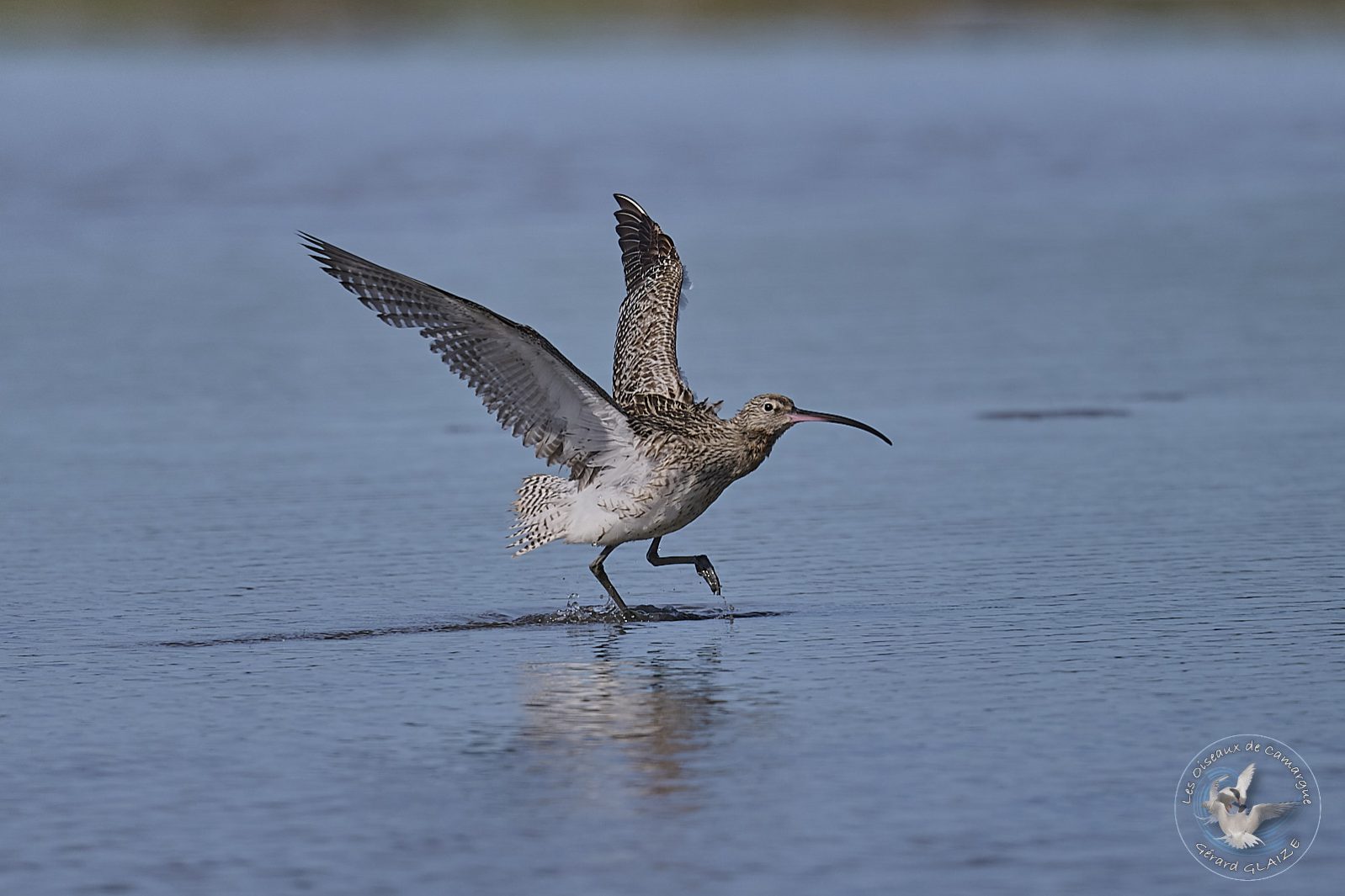 Courlis cendré - Eurasian Curlew