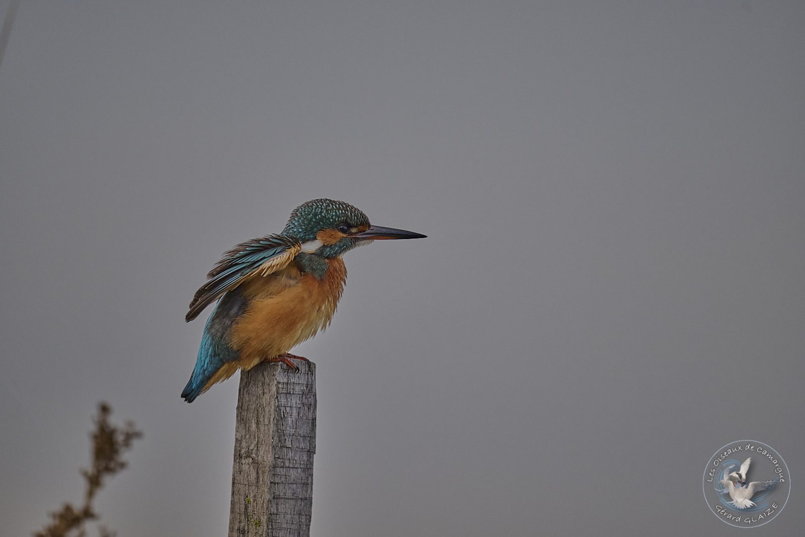 Martin pêcheur - Kingfisher