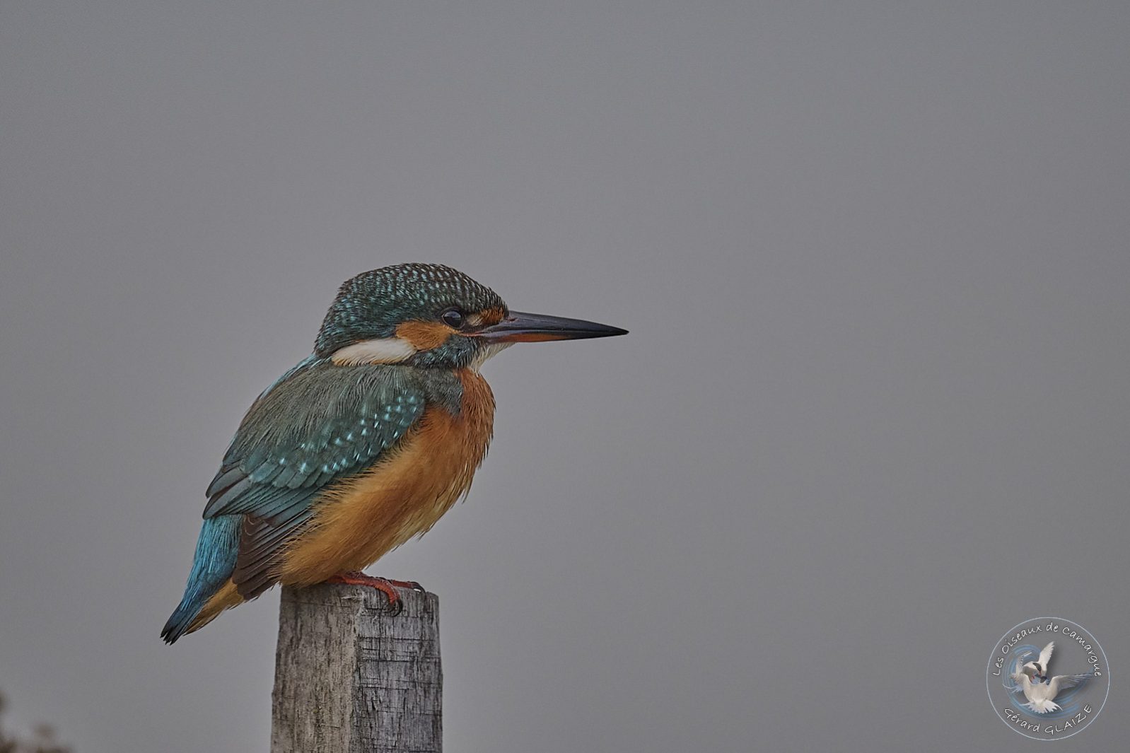 Martin pêcheur - Kingfisher