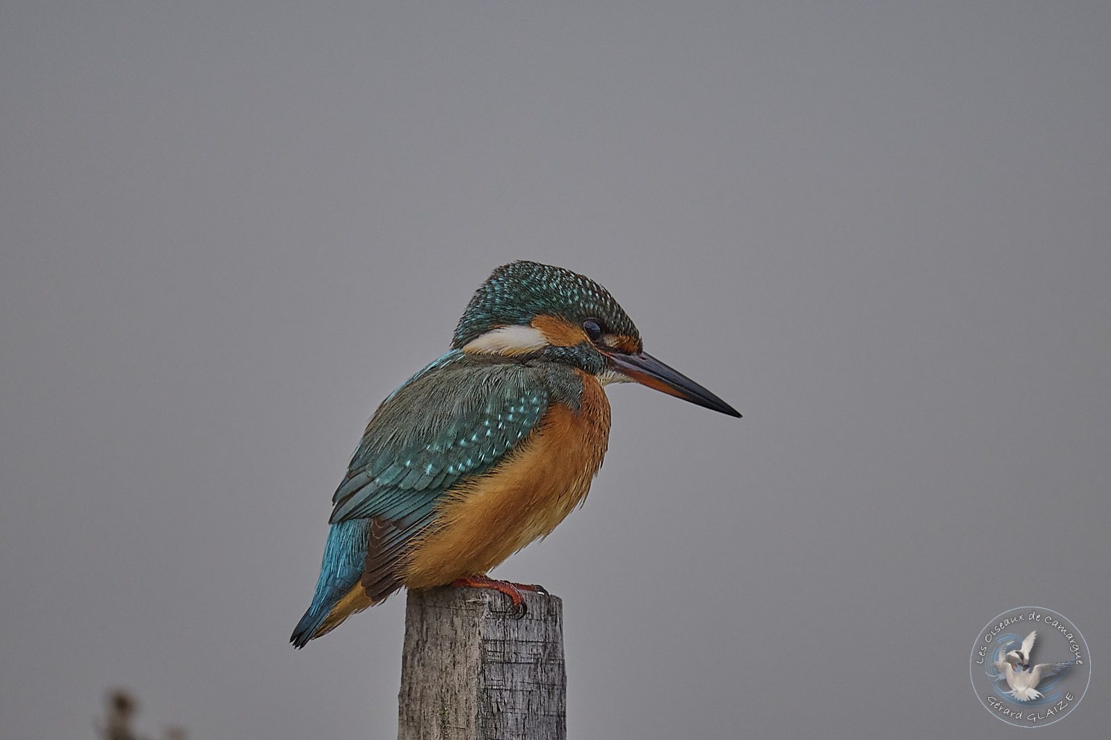 Martin pêcheur - Kingfisher