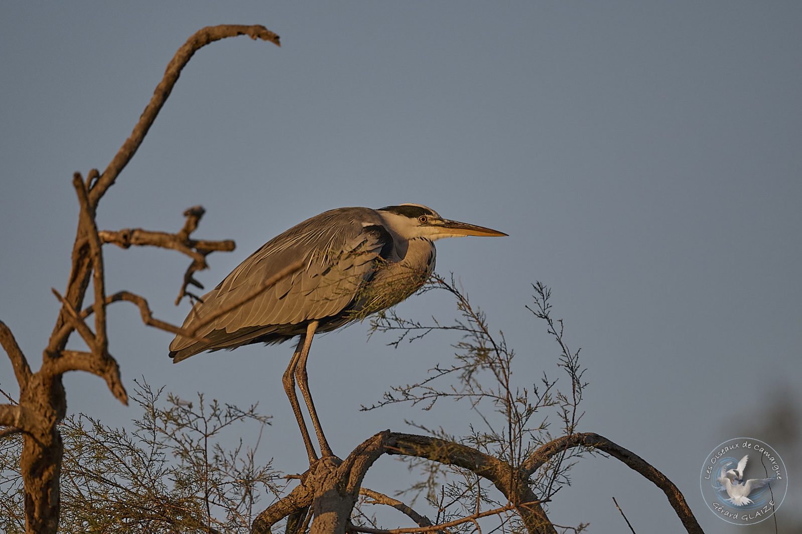 Héron cendré - Grey heron