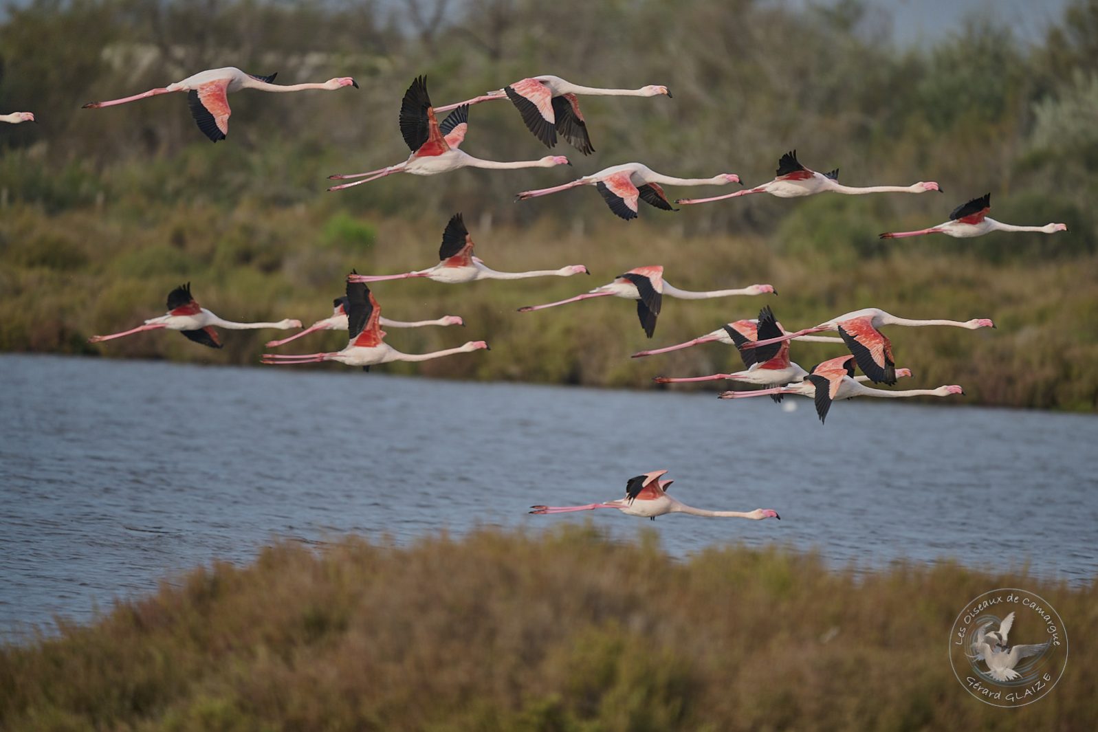 Vol de Flamants roses - Flight of Greater Flamingos