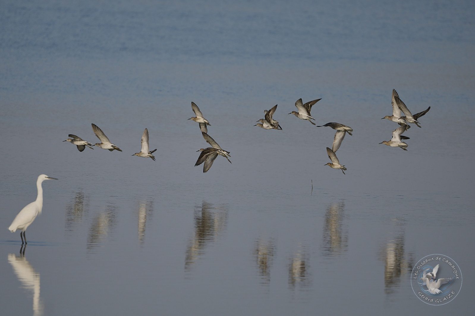 Combattant varié - Ruff