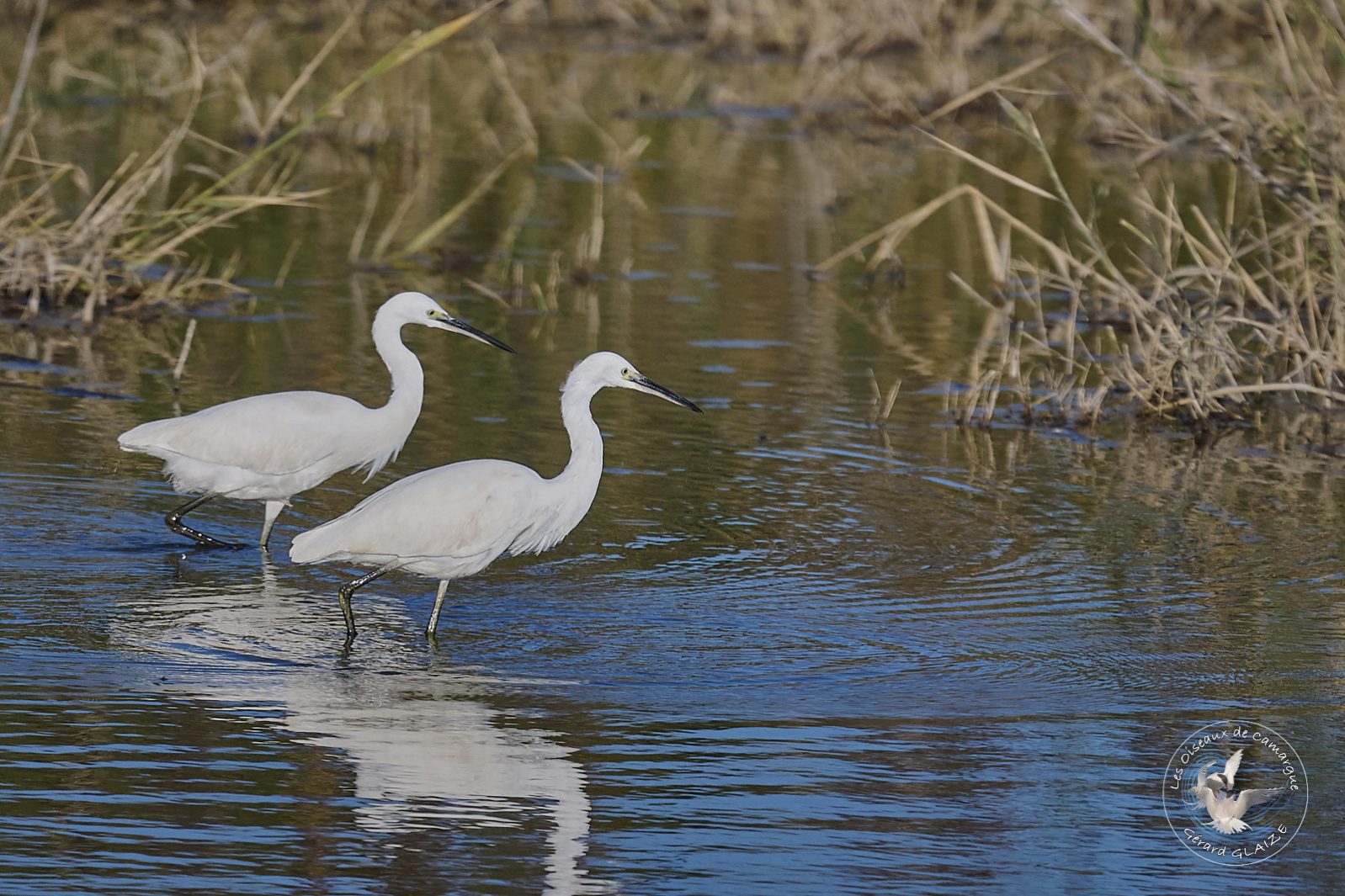 Aigrette Garzette - Little Egret