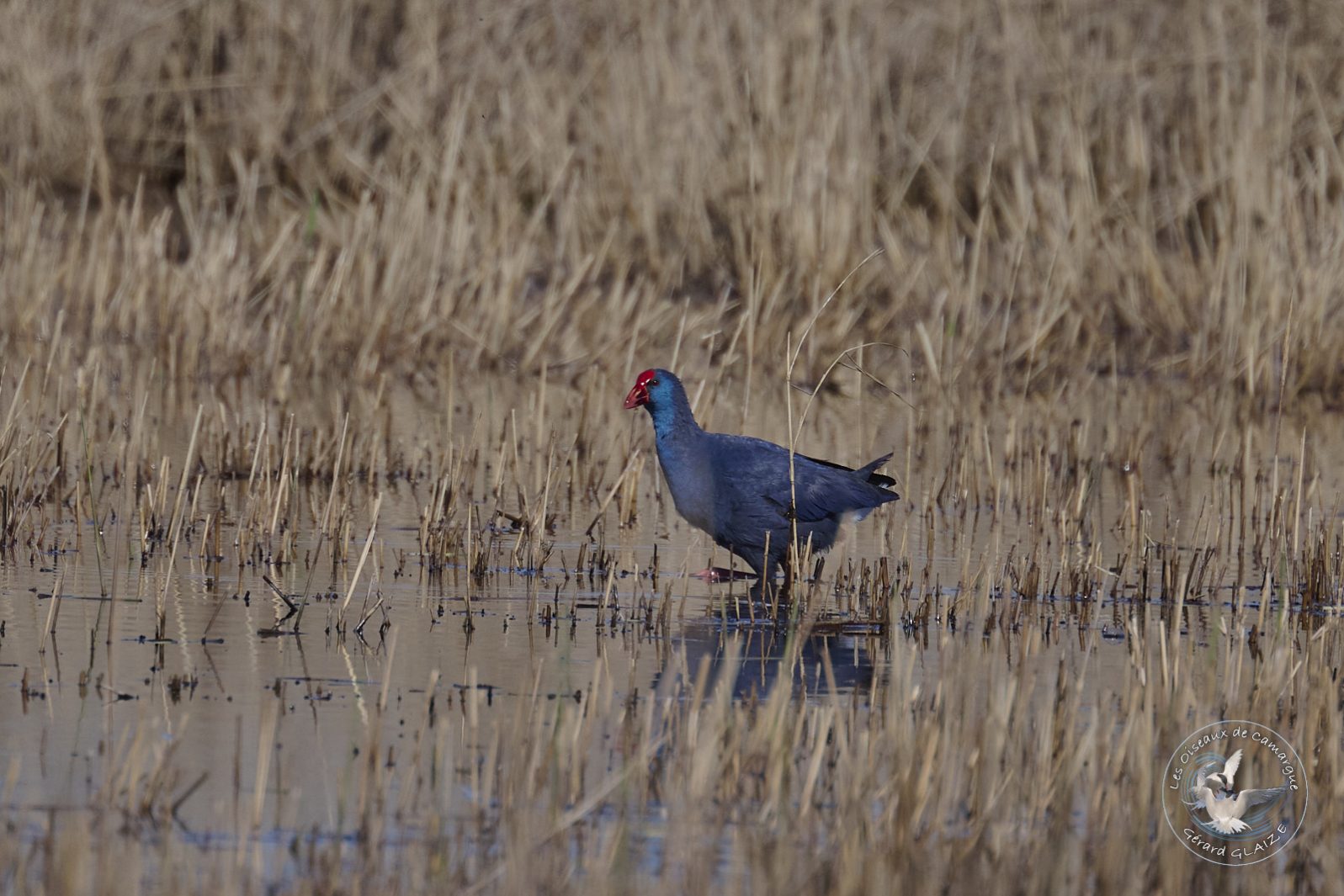Talève sultane - Western Swamphen