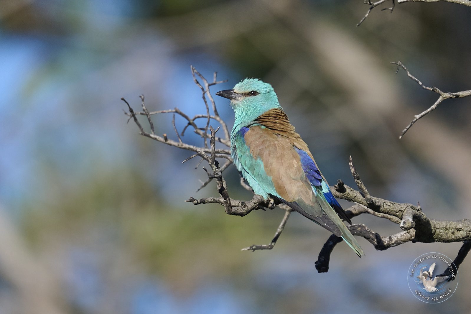 Rollier d'Europe - European Roller