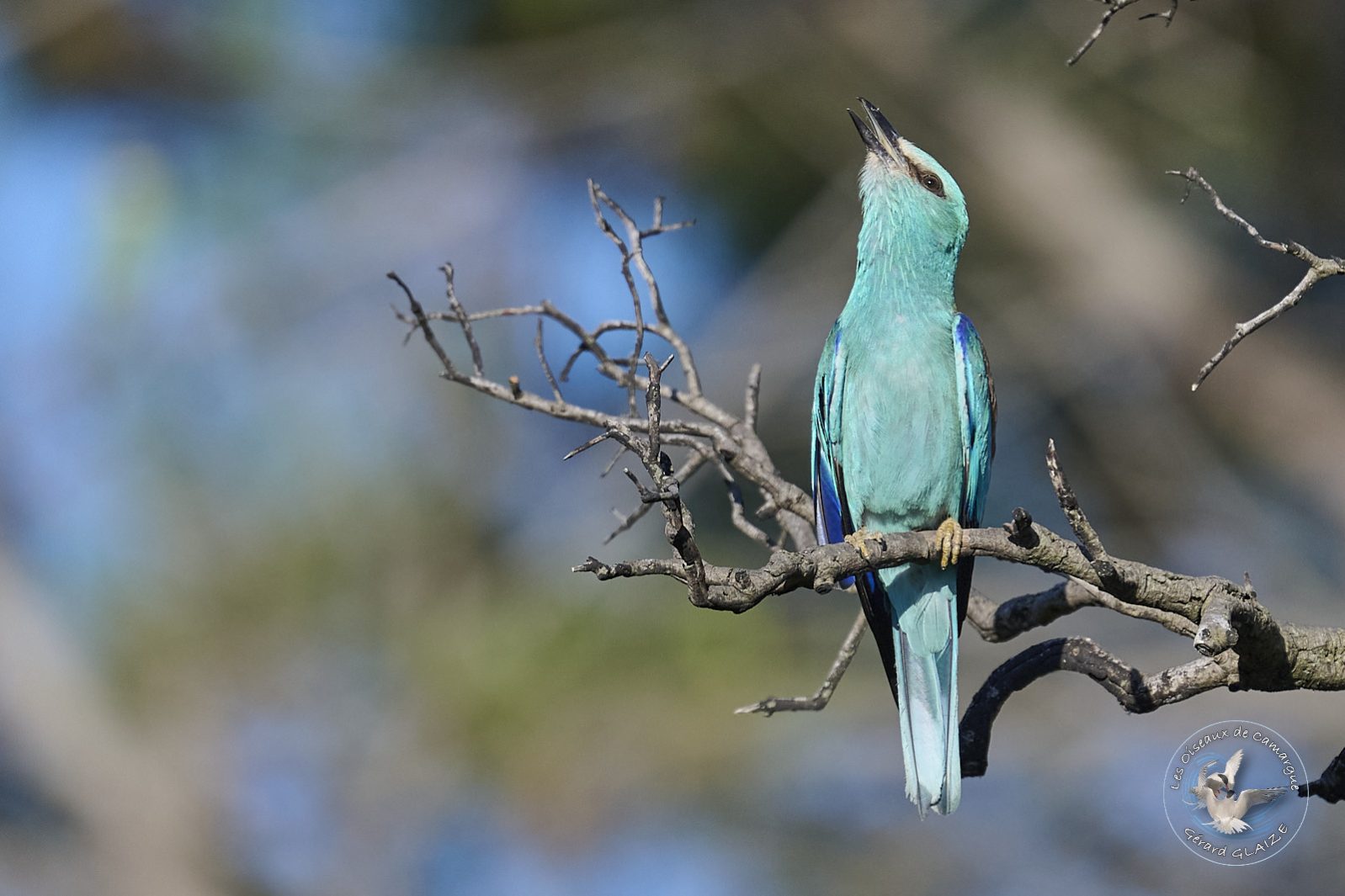 Rollier d'Europe - European Roller