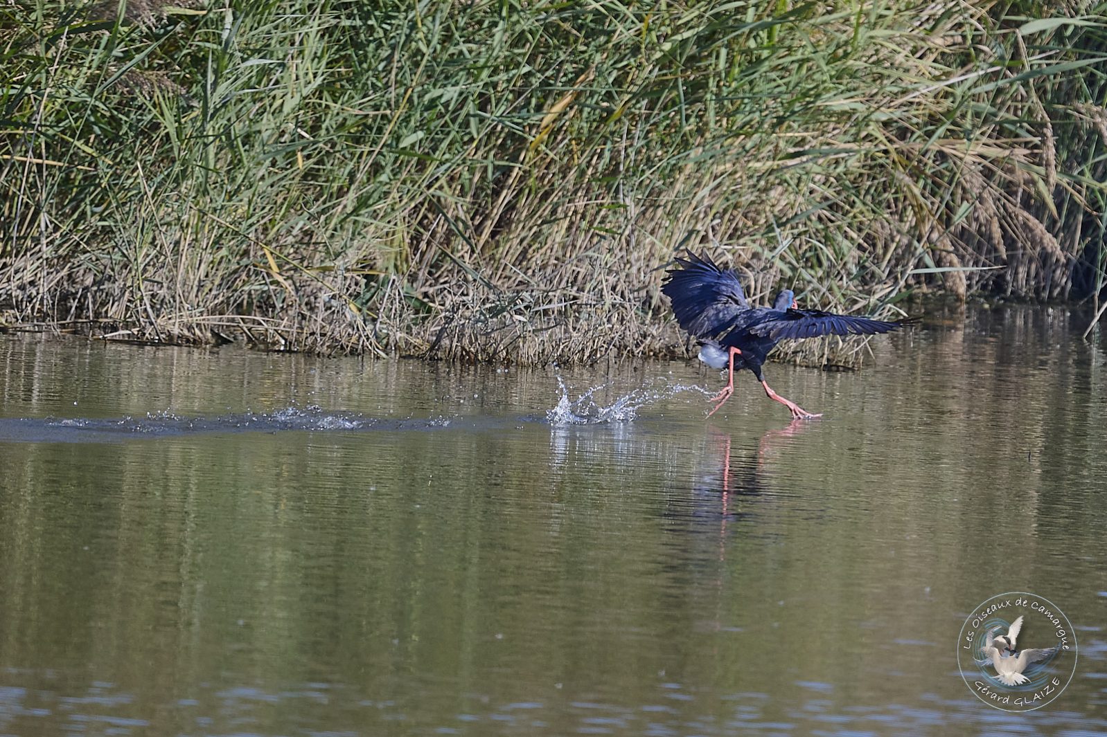 Talève sultane - Western Swamphen