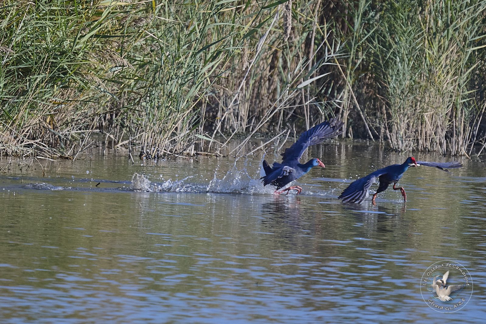 Talève sultane - Western Swamphen