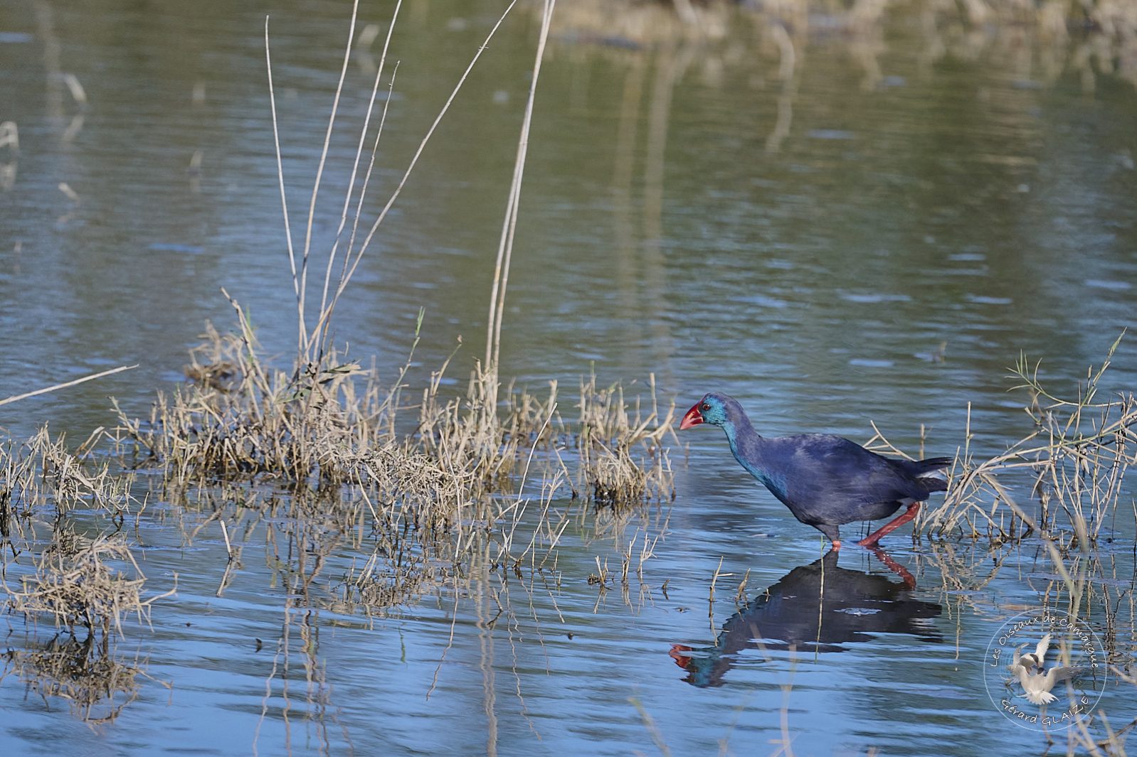 Talève sultane - Western Swamphen