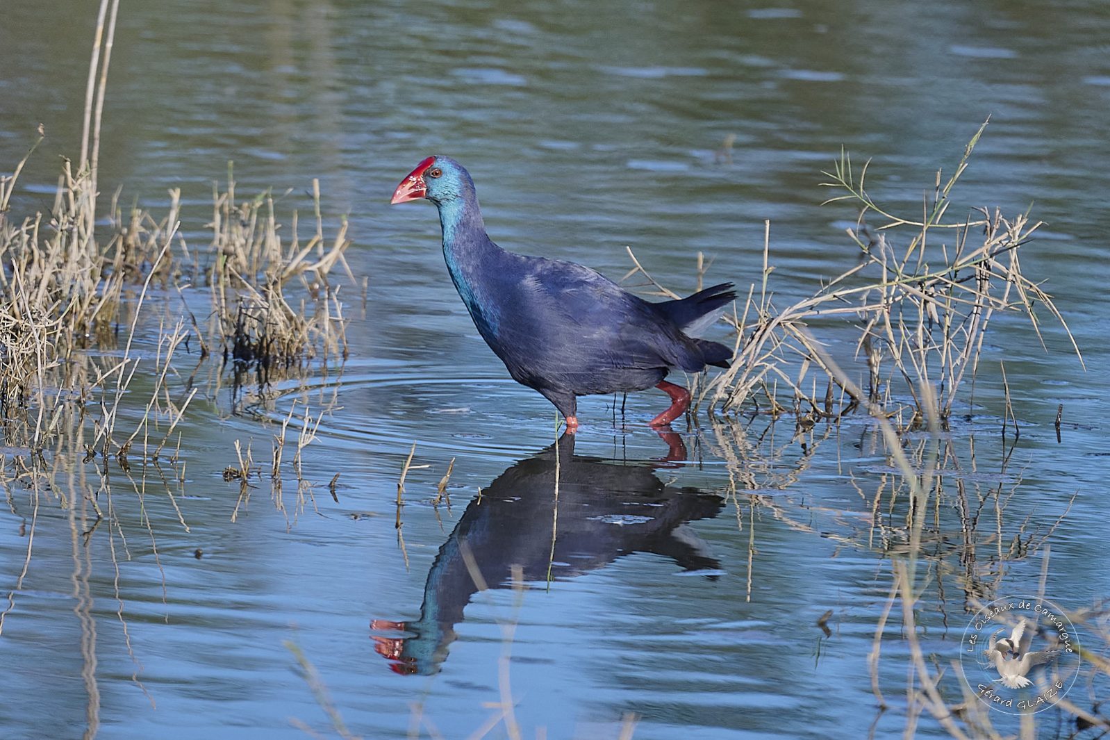 Talève sultane - Western Swamphen