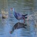 Talève sultane - Western Swamphen