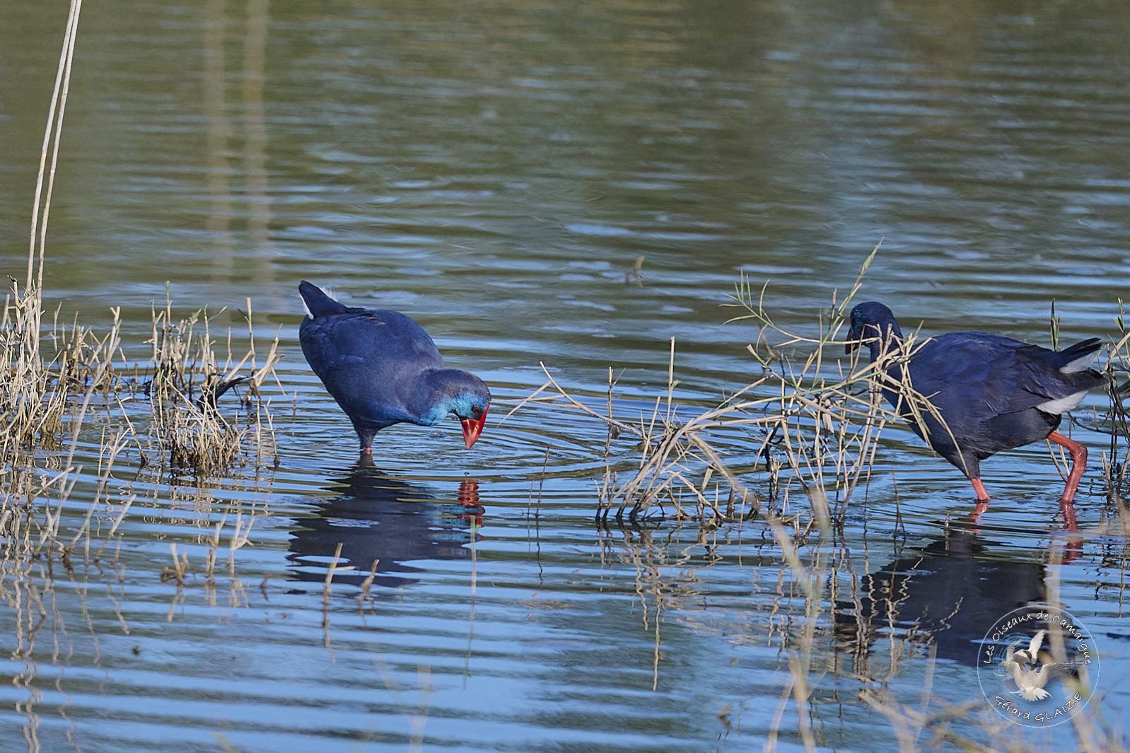 Talève sultane - Western Swamphen