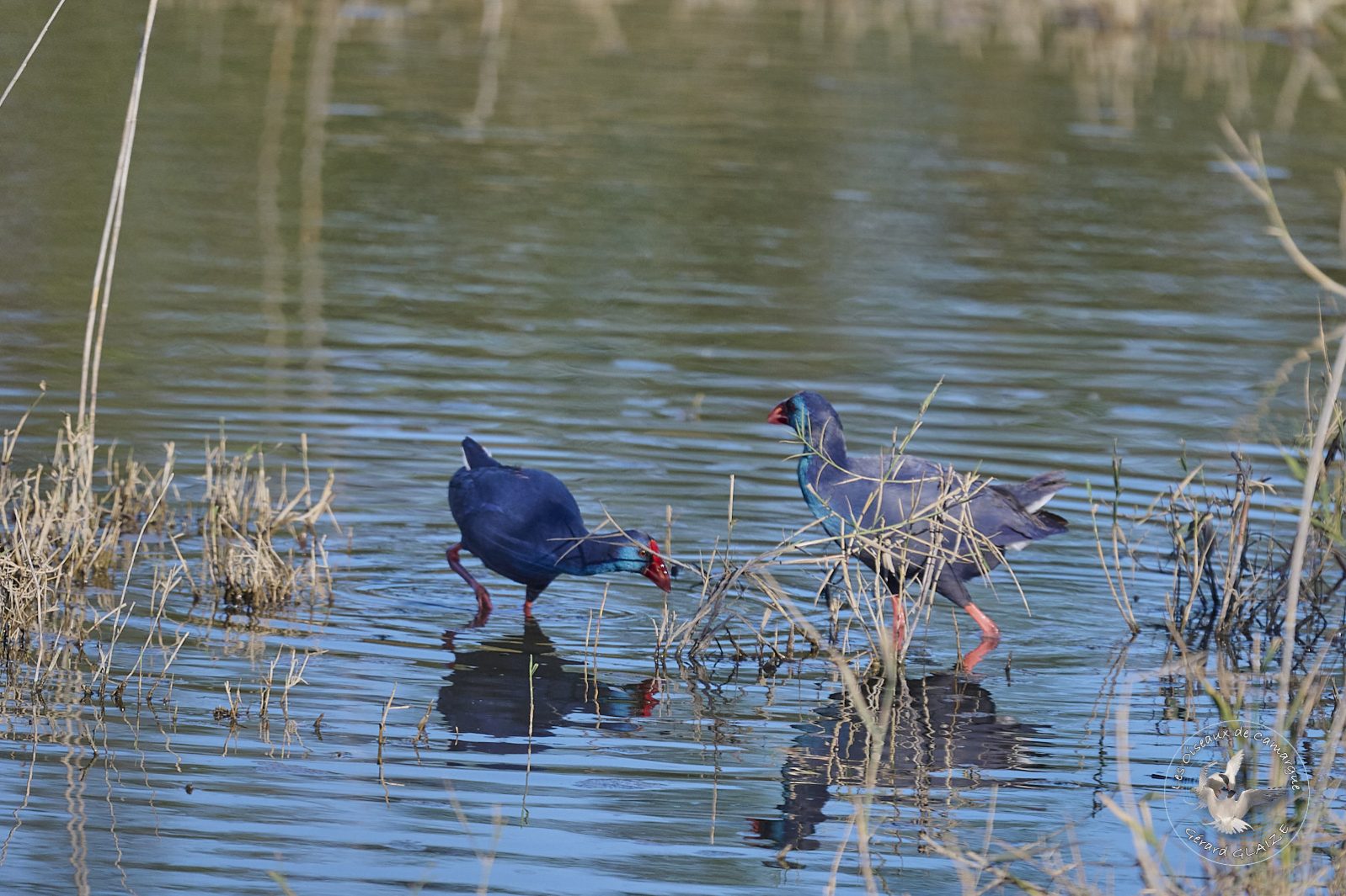 Talève sultane - Western Swamphen