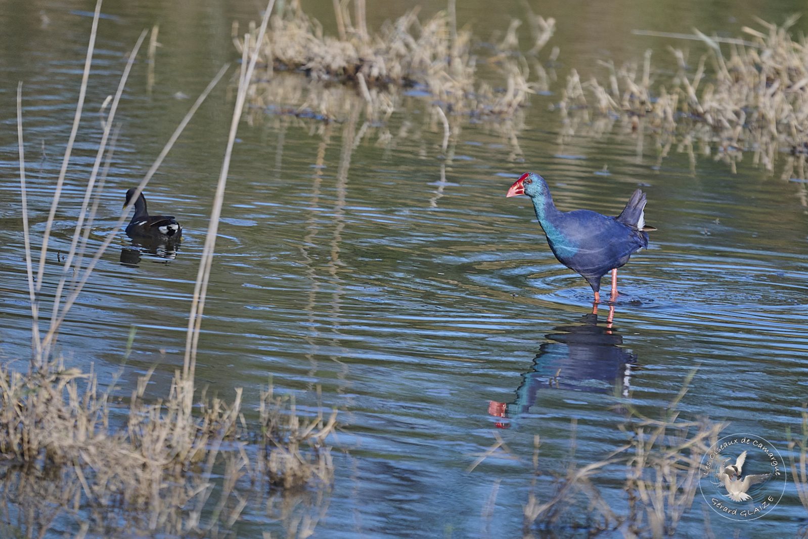 Talève sultane - Western Swamphen