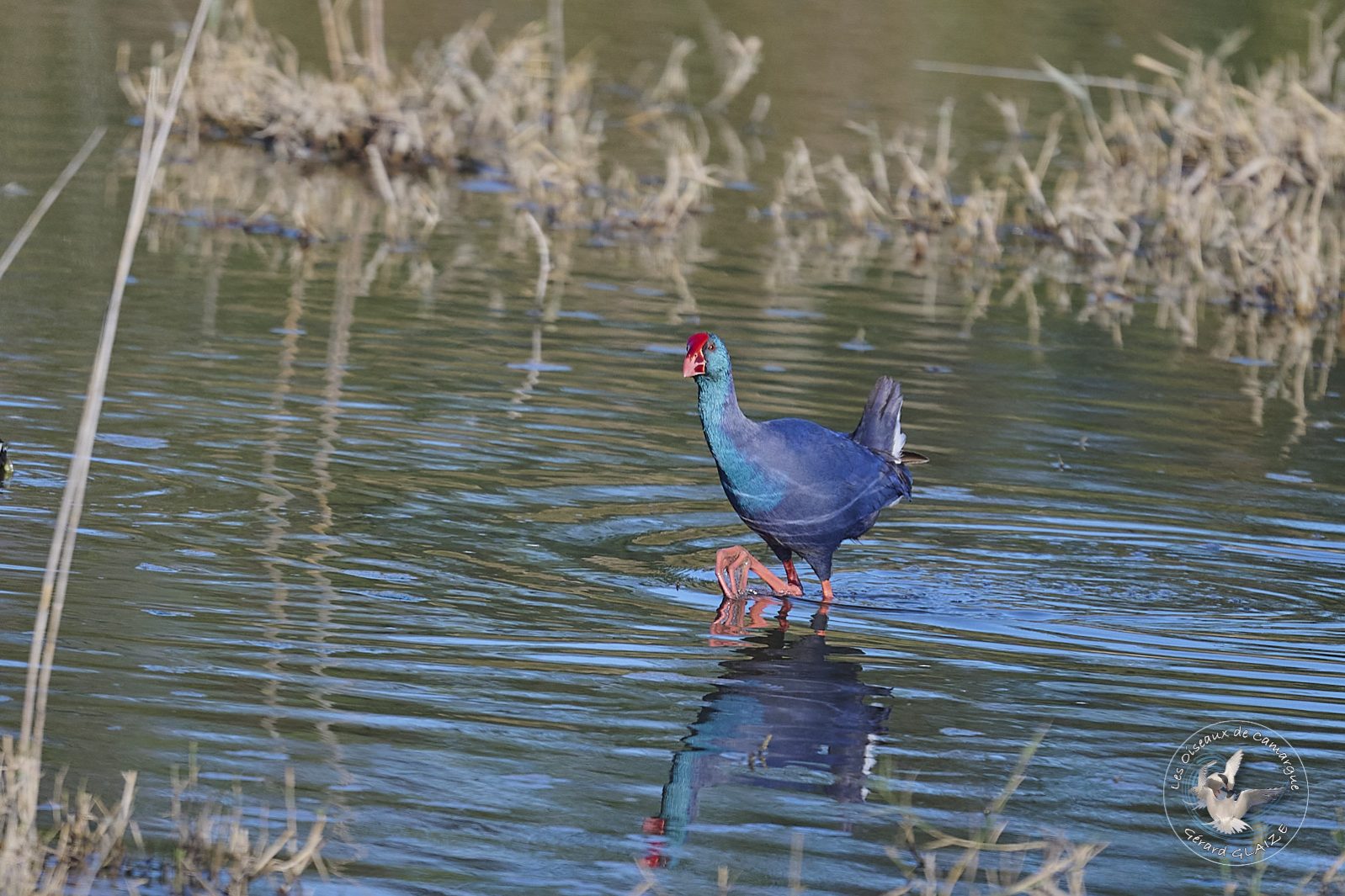 Talève sultane - Western Swamphen