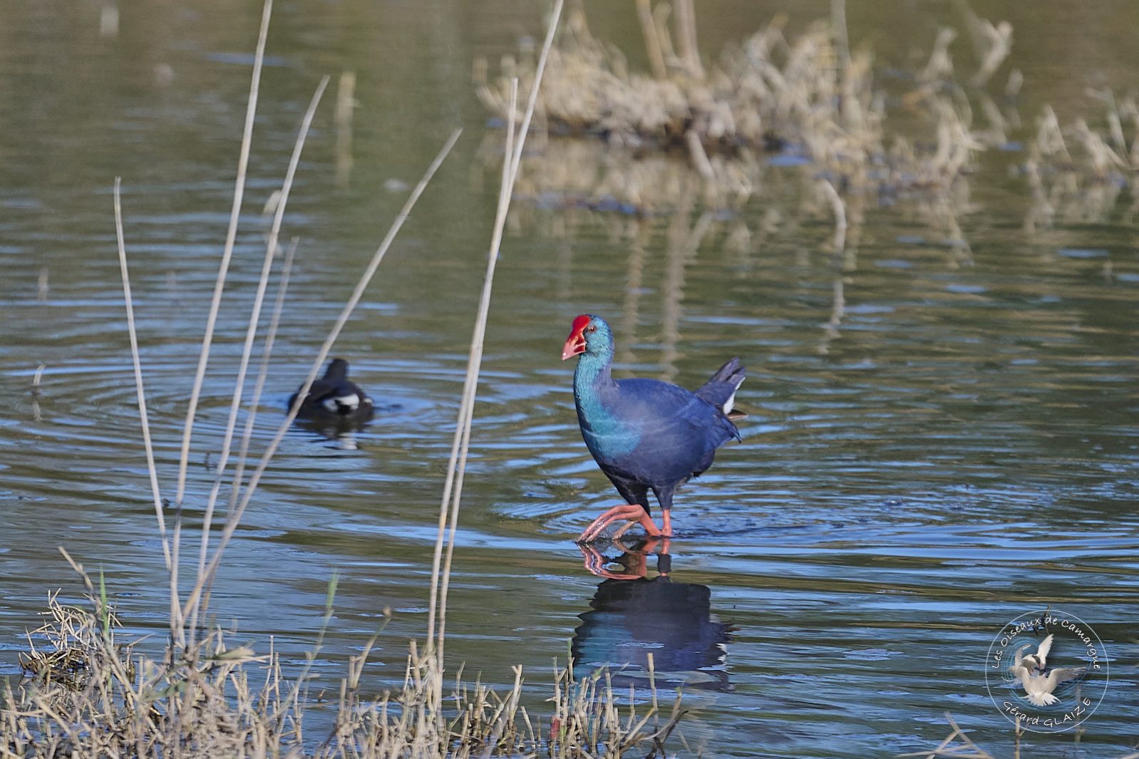 Talève sultane - Western Swamphen