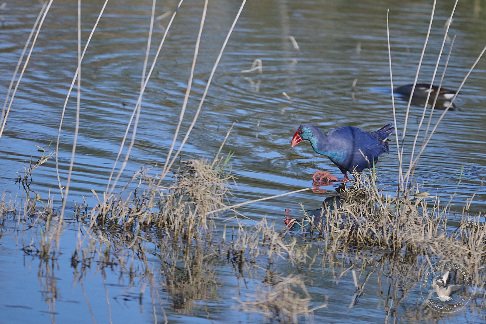 Talève sultane - Western Swamphen