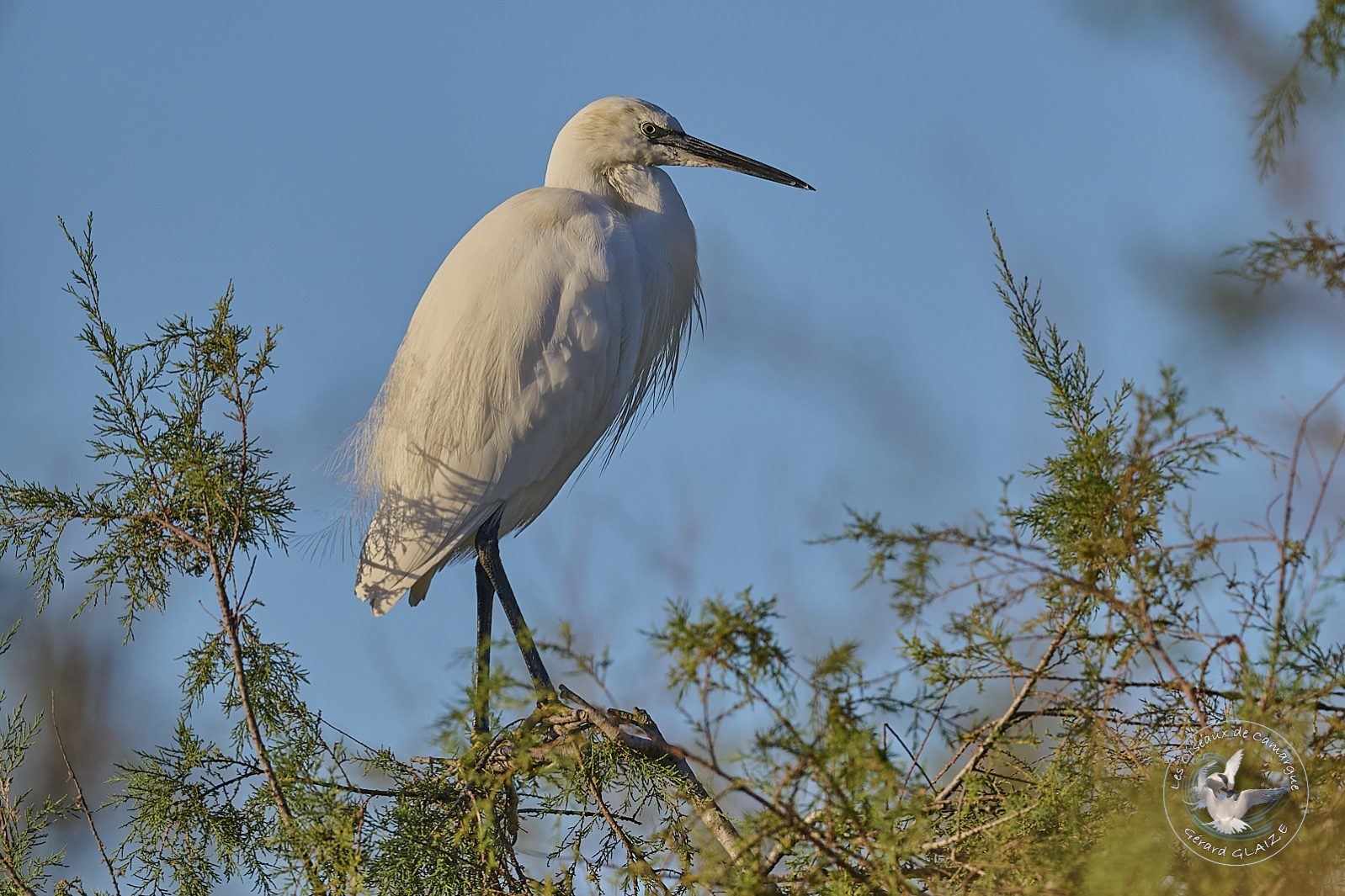Aigrette Garzette - Little Egret