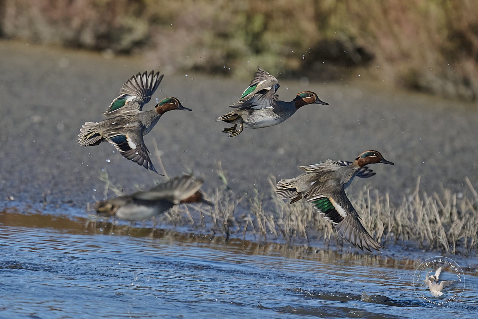Sarcelle d'Hiver - Eurasian Teal