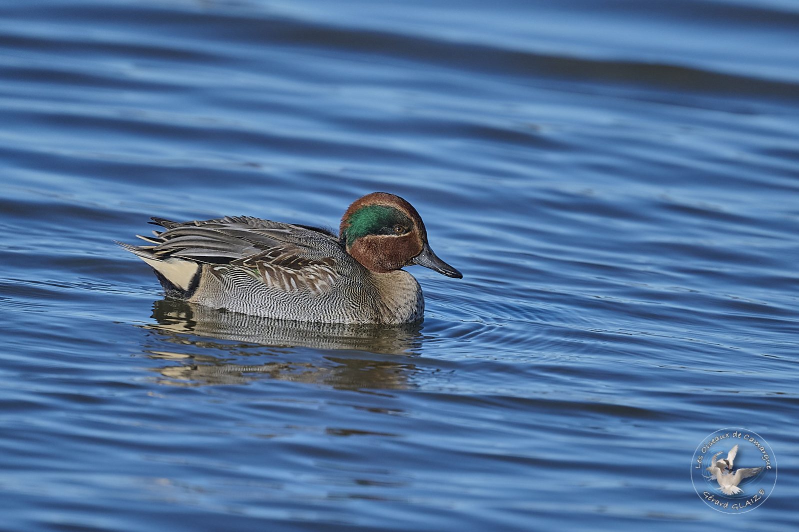Sarcelle d'hiver - Eurasian Teal