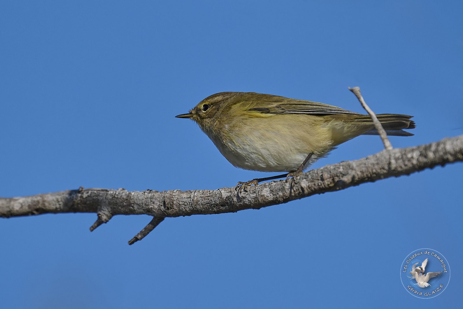 Pouillot véloce - Common Chiffchaff