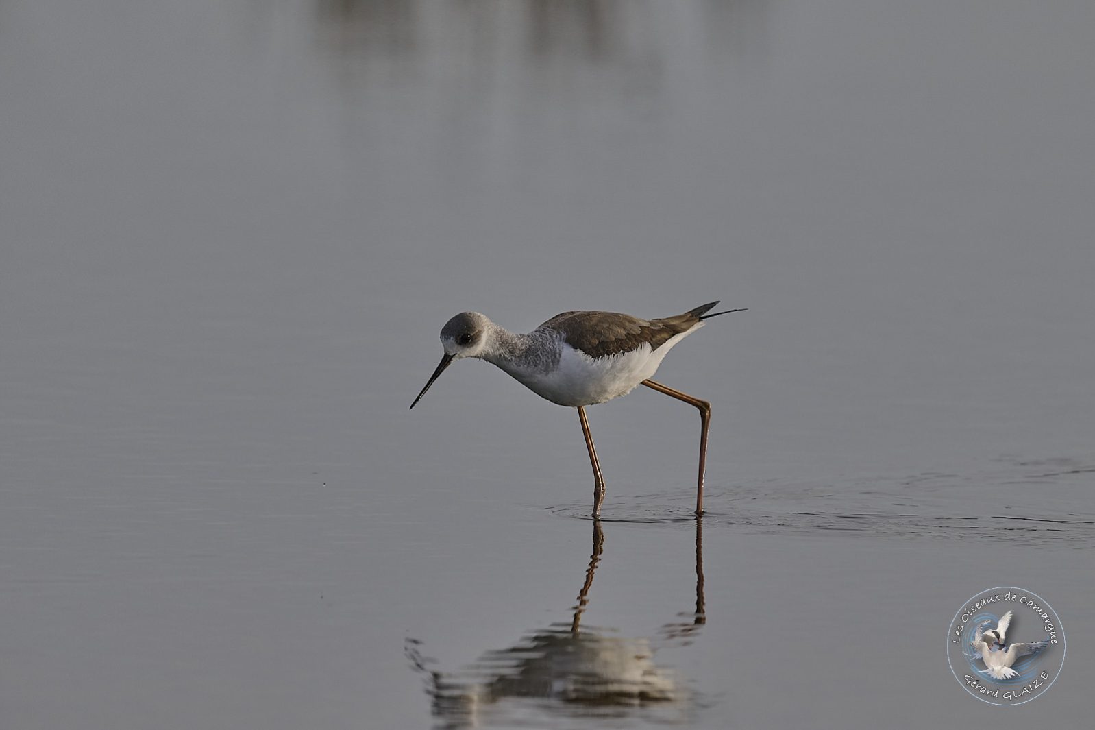 Echasse blanche - Black-winged Stilt