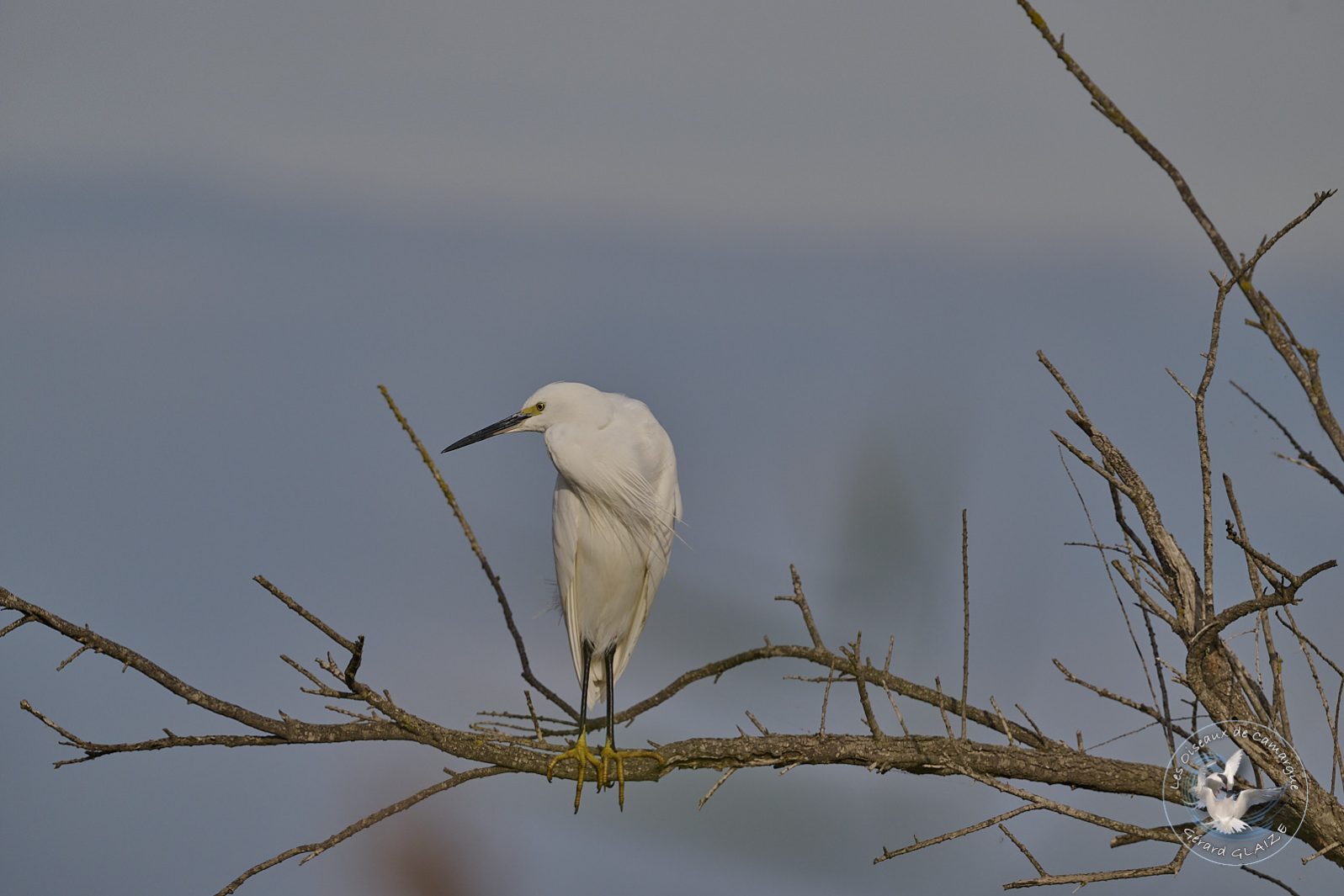 Aigrette garzette - Little Egret